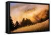 Fog and Light Collision Mount Tamalpais, Marin County, San Francisco-Vincent James-Framed Stretched Canvas