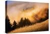 Fog and Light Collision Mount Tamalpais, Marin County, San Francisco-Vincent James-Stretched Canvas