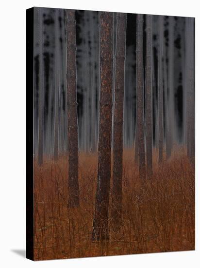 Fog and Pine Trees-John Bartosik-Stretched Canvas