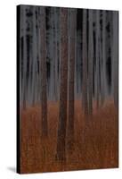 Fog and Pine Trees-John Bartosik-Stretched Canvas