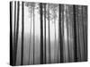 Fog and Pines I-John Bartosik-Stretched Canvas