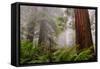 Fog and Redwood Grove, California Coast-Vincent James-Framed Stretched Canvas