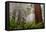 Fog and Redwood Grove, California Coast-Vincent James-Framed Stretched Canvas