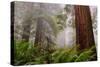 Fog and Redwood Grove, California Coast-Vincent James-Stretched Canvas