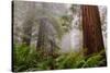 Fog and Redwood Grove, California Coast-Vincent James-Stretched Canvas