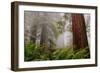 Fog and Redwood Grove, California Coast-Vincent James-Framed Photographic Print