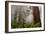 Fog and Redwood Grove, California Coast-Vincent James-Framed Photographic Print