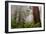 Fog and Redwood Grove, California Coast-Vincent James-Framed Photographic Print