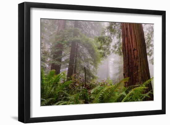 Fog and Redwood Grove, California Coast-Vincent James-Framed Photographic Print