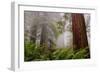 Fog and Redwood Grove, California Coast-Vincent James-Framed Photographic Print