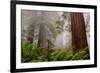 Fog and Redwood Grove, California Coast-Vincent James-Framed Photographic Print