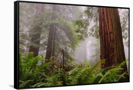 Fog and Redwood Grove, California Coast-Vincent James-Framed Stretched Canvas