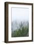 Fog and Spruce Trees near Pybus Bay, Inside Passage, Alaska, USA-Stuart Westmorland-Framed Photographic Print