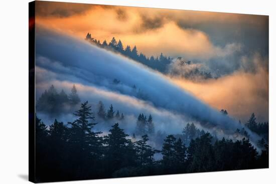 Fog and Sun Mix, Marin, Northern Califiornia-Vincent James-Stretched Canvas