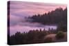 Fog and Tree Design at Sunset, Mount Tamalpais-Vincent James-Stretched Canvas