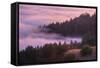 Fog and Tree Design at Sunset, Mount Tamalpais-Vincent James-Framed Stretched Canvas