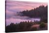 Fog and Tree Design at Sunset, Mount Tamalpais-Vincent James-Stretched Canvas