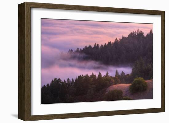 Fog and Tree Design at Sunset, Mount Tamalpais-Vincent James-Framed Photographic Print