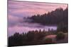 Fog and Tree Design at Sunset, Mount Tamalpais-Vincent James-Mounted Photographic Print