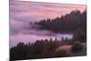 Fog and Tree Design at Sunset, Mount Tamalpais-Vincent James-Mounted Photographic Print