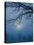 Fog and Tree Silhouette in Morning-James Shive-Stretched Canvas