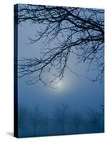 Fog and Tree Silhouette in Morning-James Shive-Stretched Canvas