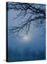 Fog and Tree Silhouette in Morning-James Shive-Stretched Canvas