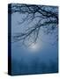 Fog and Tree Silhouette in Morning-James Shive-Stretched Canvas