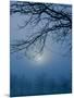 Fog and Tree Silhouette in Morning-James Shive-Mounted Photographic Print