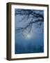 Fog and Tree Silhouette in Morning-James Shive-Framed Photographic Print