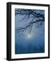 Fog and Tree Silhouette in Morning-James Shive-Framed Photographic Print