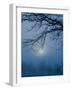 Fog and Tree Silhouette in Morning-James Shive-Framed Photographic Print