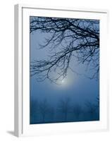 Fog and Tree Silhouette in Morning-James Shive-Framed Photographic Print