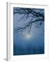 Fog and Tree Silhouette in Morning-James Shive-Framed Photographic Print