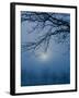 Fog and Tree Silhouette in Morning-James Shive-Framed Photographic Print