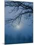 Fog and Tree Silhouette in Morning-James Shive-Mounted Photographic Print