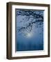 Fog and Tree Silhouette in Morning-James Shive-Framed Photographic Print