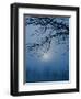 Fog and Tree Silhouette in Morning-James Shive-Framed Photographic Print