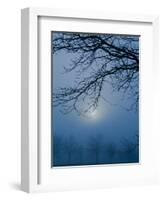 Fog and Tree Silhouette in Morning-James Shive-Framed Photographic Print