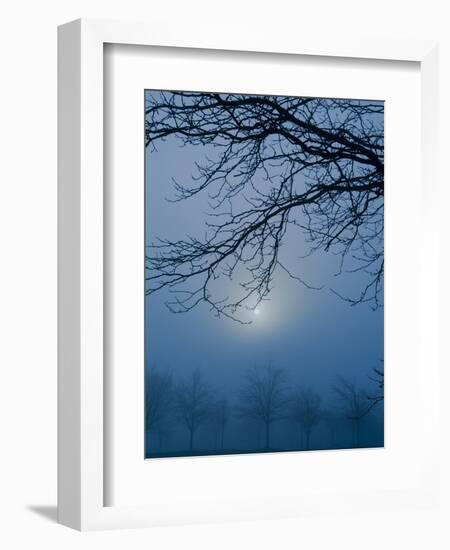 Fog and Tree Silhouette in Morning-James Shive-Framed Photographic Print