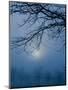 Fog and Tree Silhouette in Morning-James Shive-Mounted Photographic Print