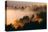 Fog and Trees Darkness and Light Marin San Francisco-Vincent James-Stretched Canvas