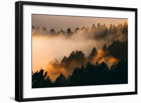 Fog and Trees Darkness and Light Marin San Francisco-Vincent James-Framed Photographic Print