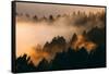 Fog and Trees Darkness and Light Marin San Francisco-Vincent James-Framed Stretched Canvas