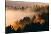 Fog and Trees Darkness and Light Marin San Francisco-Vincent James-Stretched Canvas