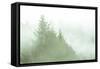 Fog Art Impressions Nature Detail-Vincent James-Framed Stretched Canvas