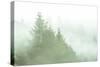 Fog Art Impressions Nature Detail-Vincent James-Stretched Canvas