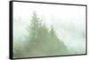 Fog Art Impressions Nature Detail-Vincent James-Framed Stretched Canvas