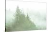 Fog Art Impressions Nature Detail-Vincent James-Stretched Canvas