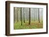 Fog, Coniferous Forest, Island La Palma, Canary Islands, Spain-Rainer Mirau-Framed Photographic Print